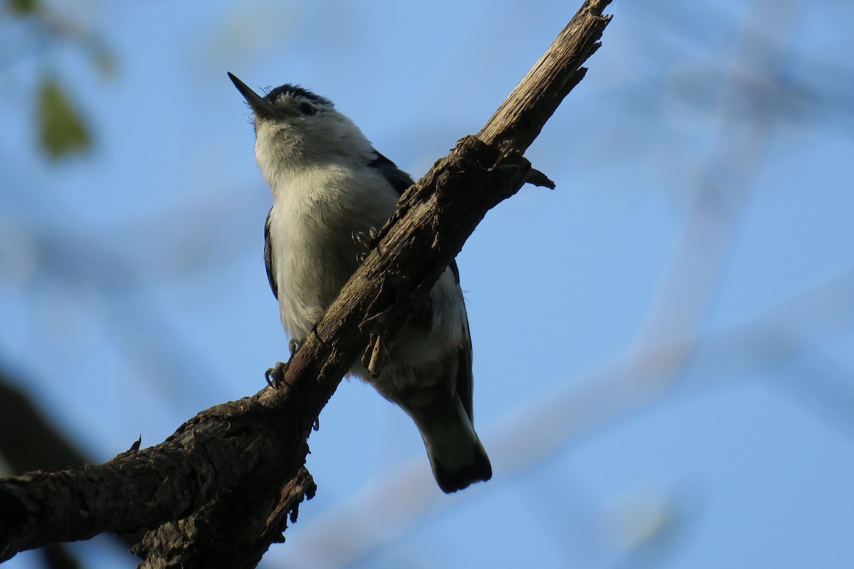 White-breasted Nuthatch - ML614615940