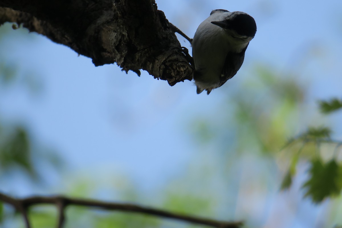 White-breasted Nuthatch - ML614615941