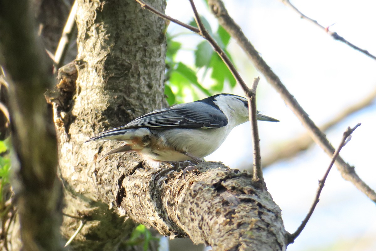 White-breasted Nuthatch - ML614615942