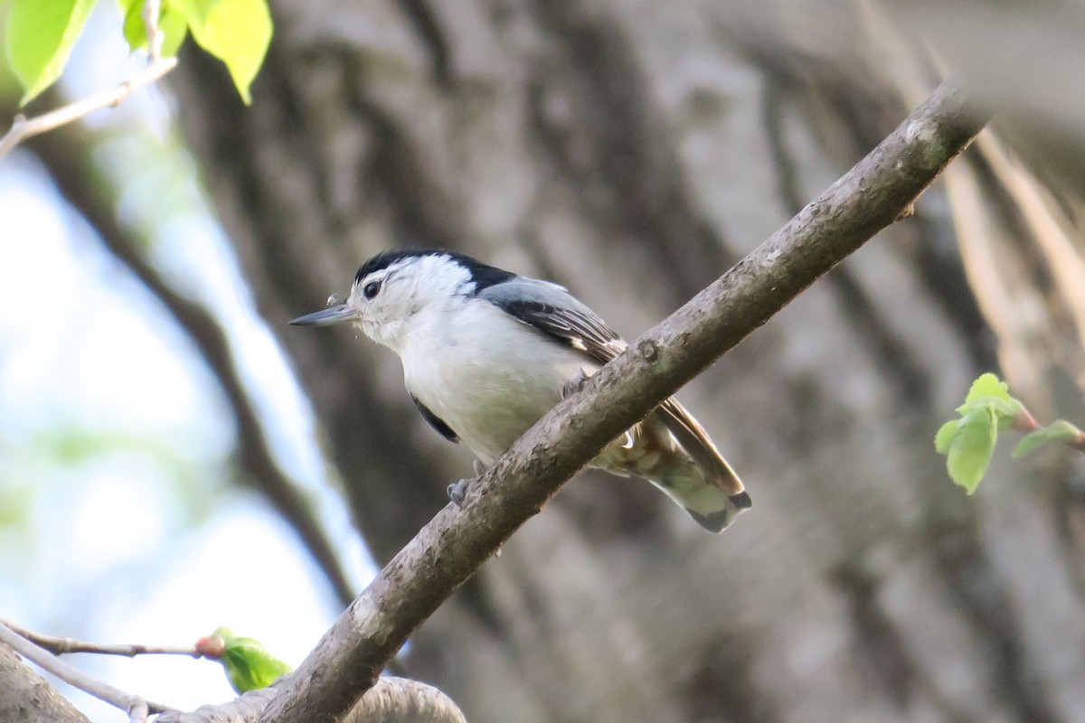 White-breasted Nuthatch - ML614615943