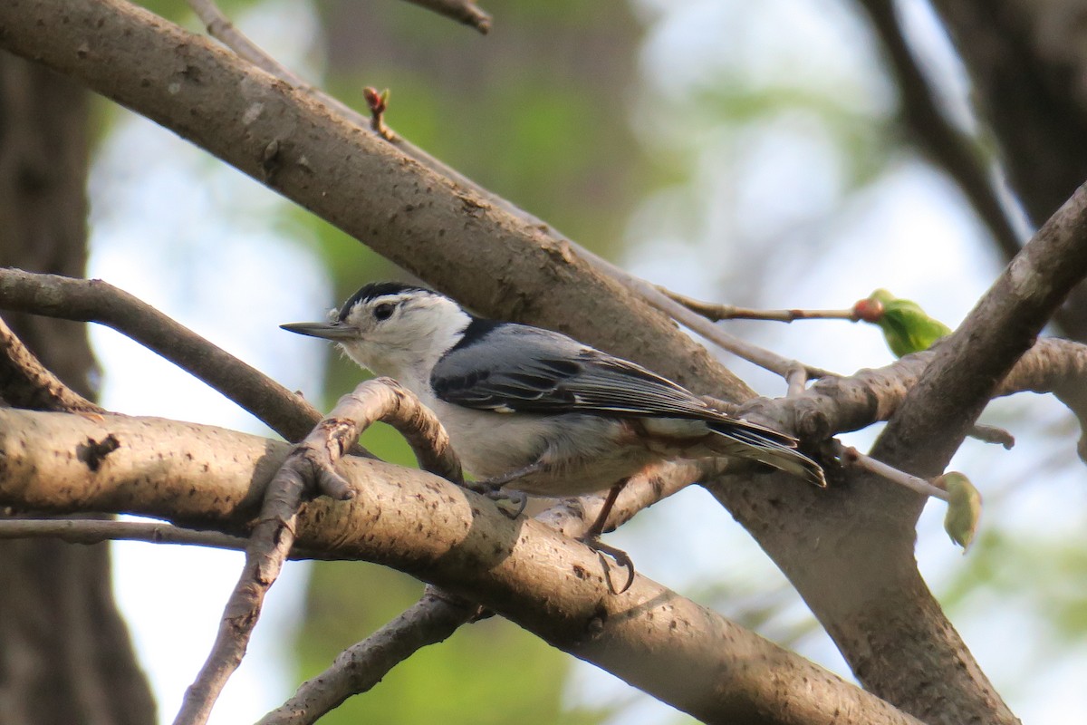 White-breasted Nuthatch - ML614615944