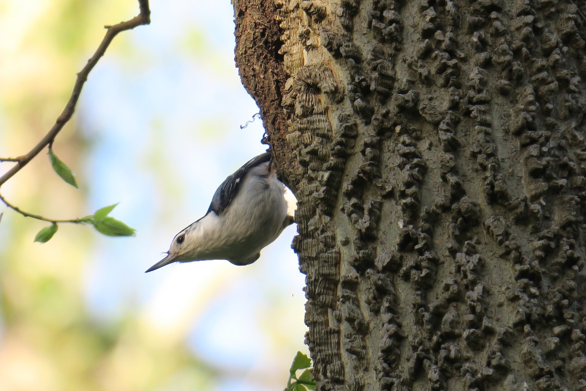 White-breasted Nuthatch - ML614615945