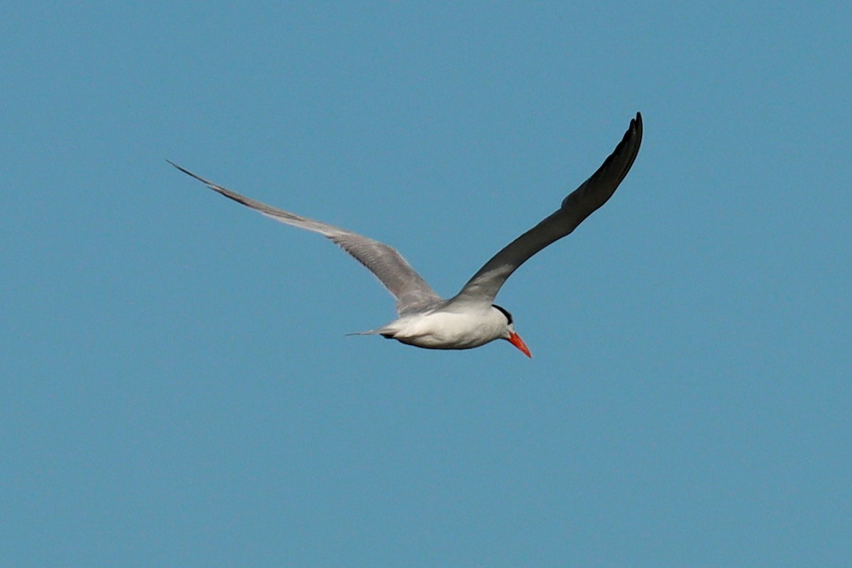 South American Tern - Miguel Angel Bean