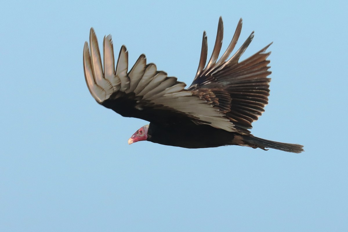 Turkey Vulture - ML614615980