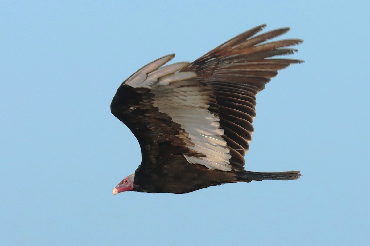 Turkey Vulture - ML614615981