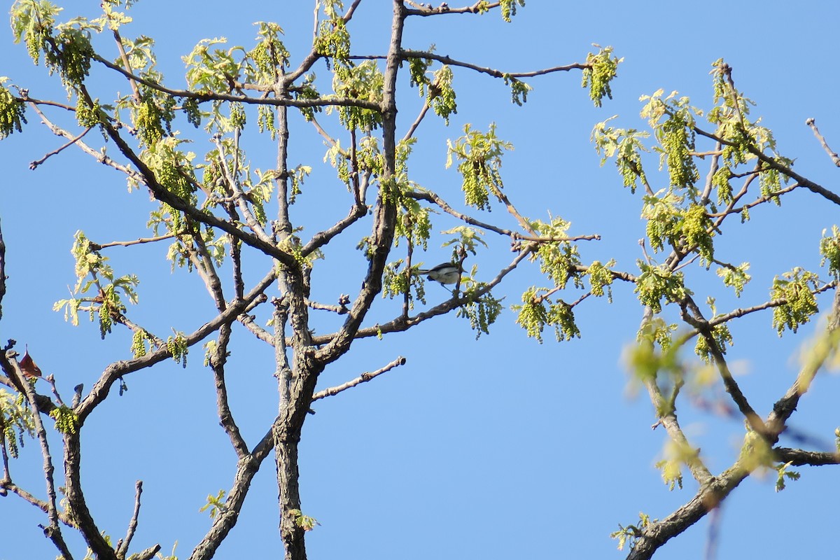 Blue-gray Gnatcatcher - ML614615987