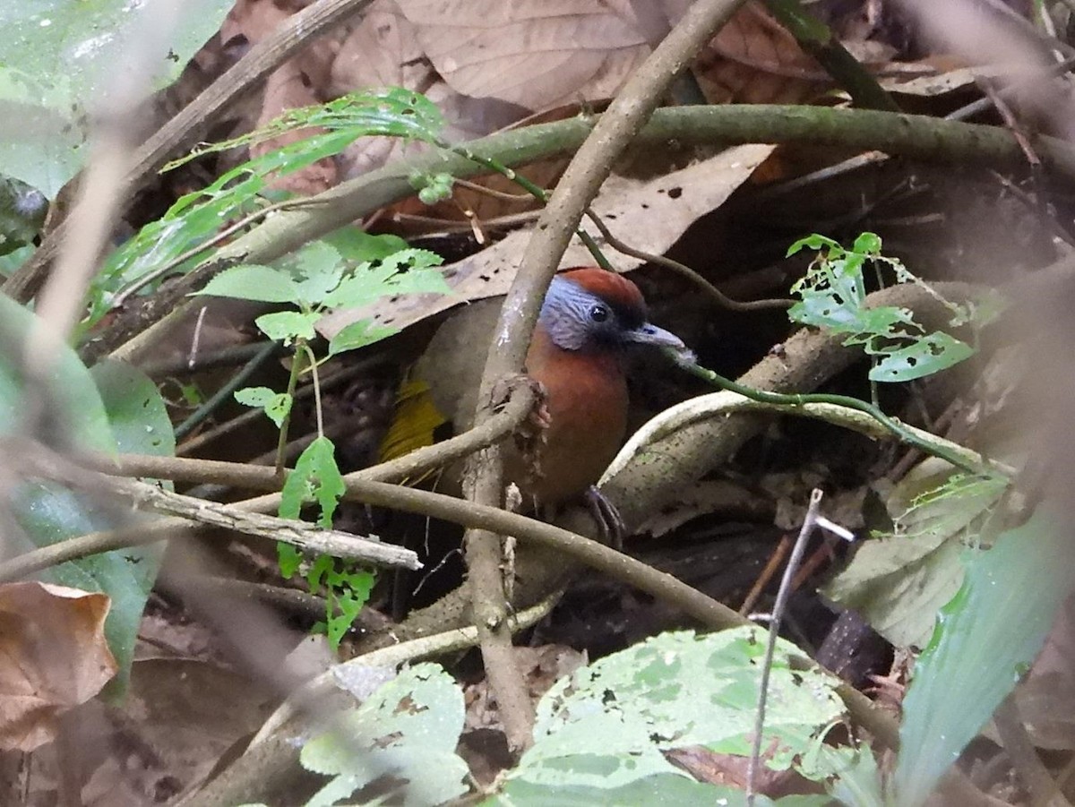 Silver-eared Laughingthrush - ML614616018