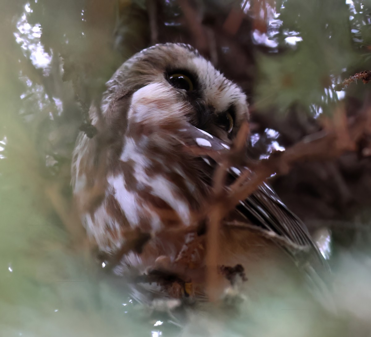 Northern Saw-whet Owl - Charlotte Byers