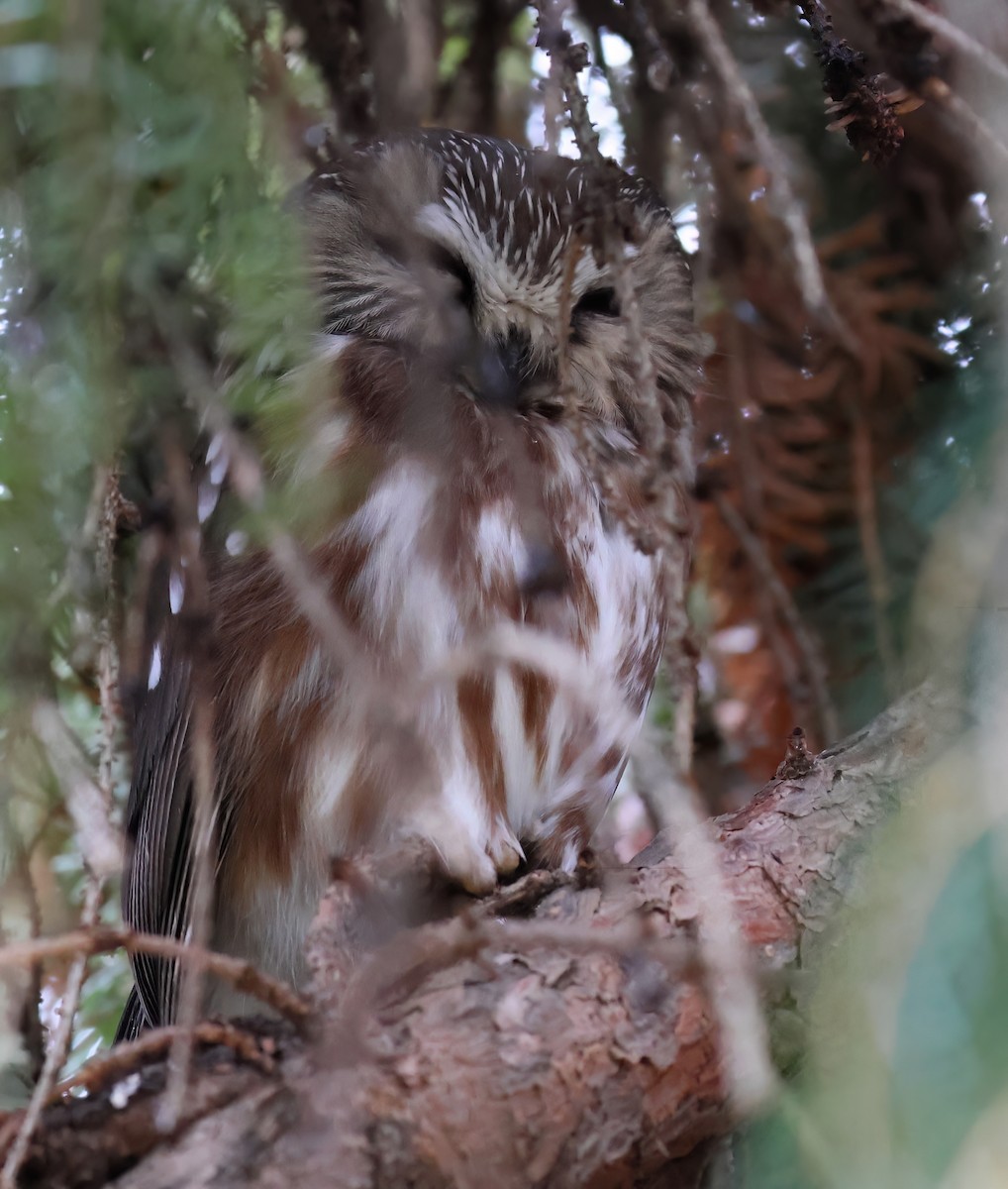 Northern Saw-whet Owl - Charlotte Byers