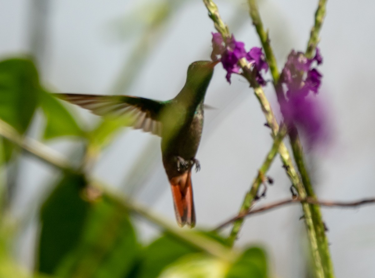 Rufous-tailed Hummingbird - Lynn    <')))< Salmon