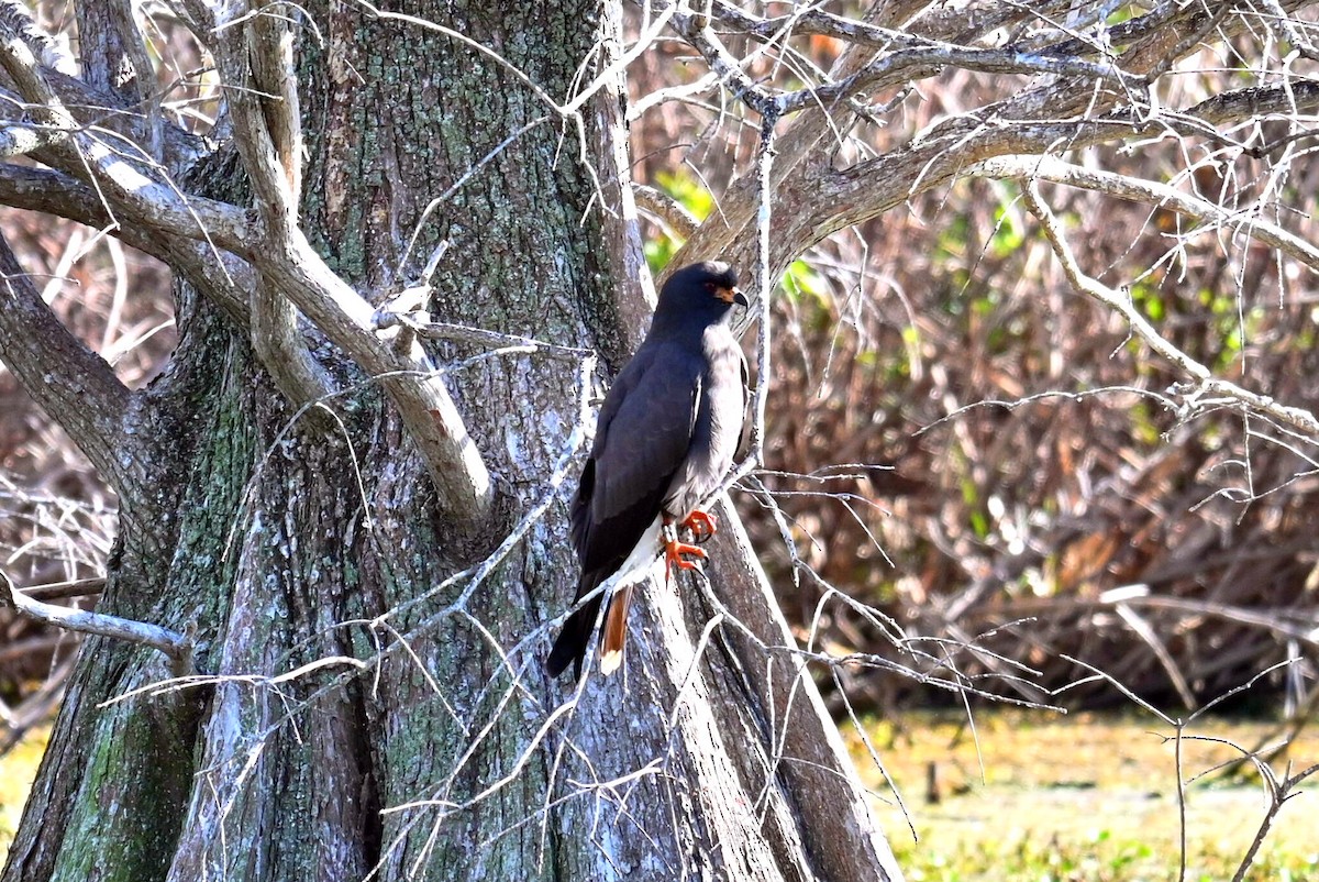 Snail Kite - ML614616112