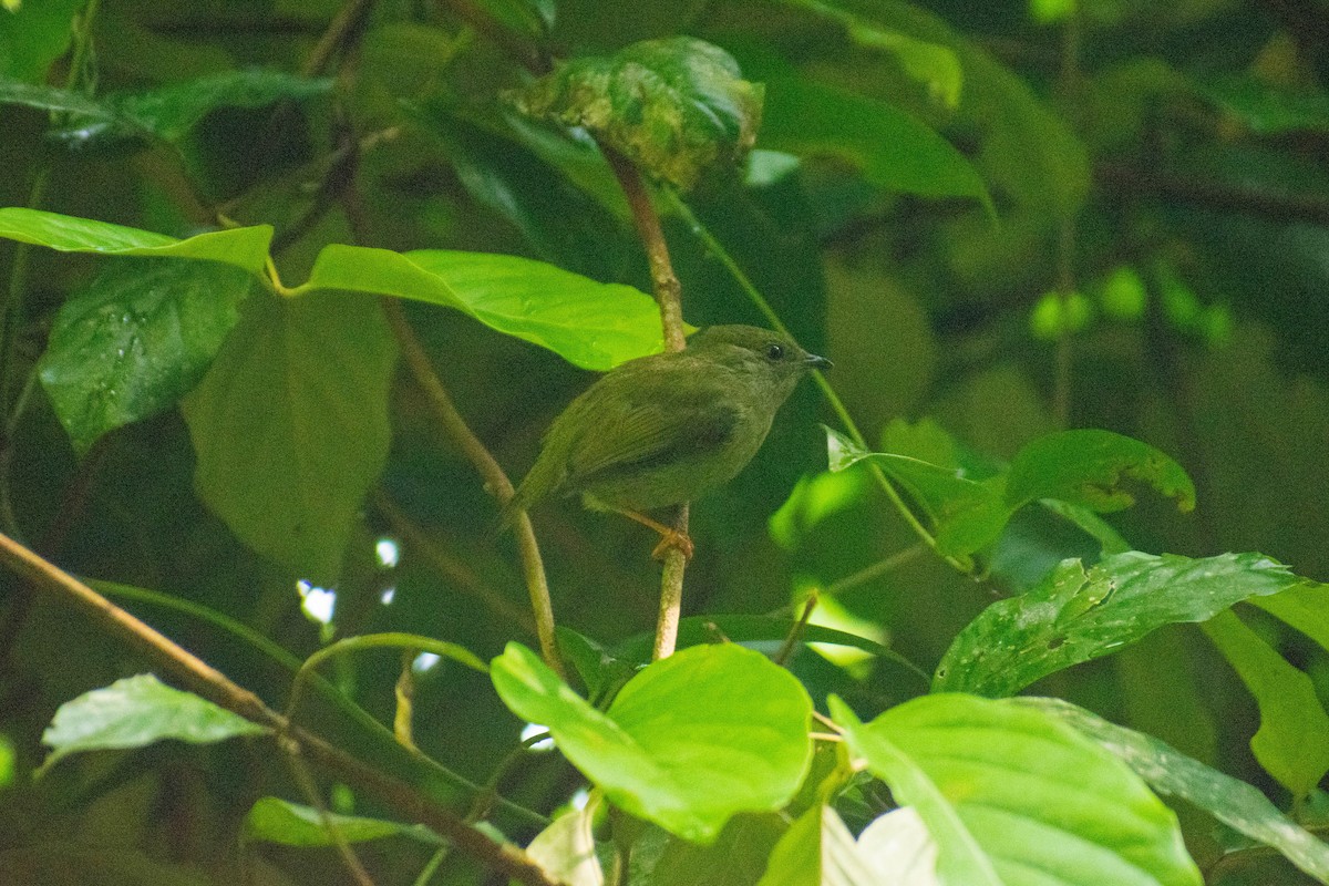 White-bearded Manakin - ML614616158