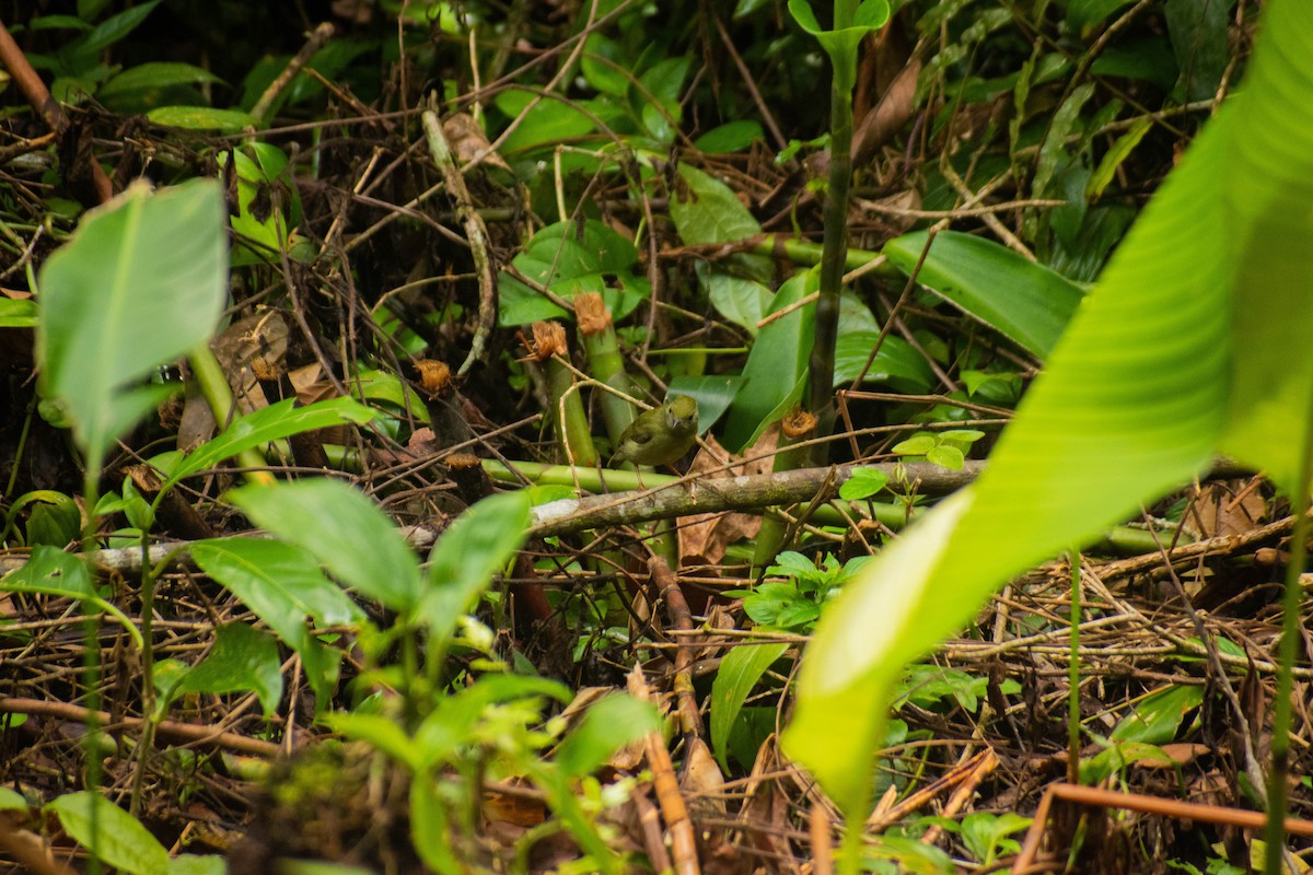 White-bearded Manakin - Matheus Conte Pereira