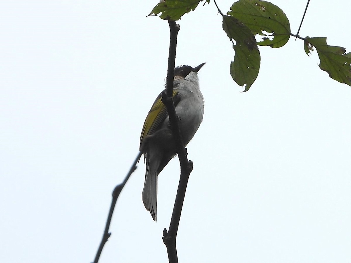 Bulbul Ceniciento (grupo flavala) - ML614616214