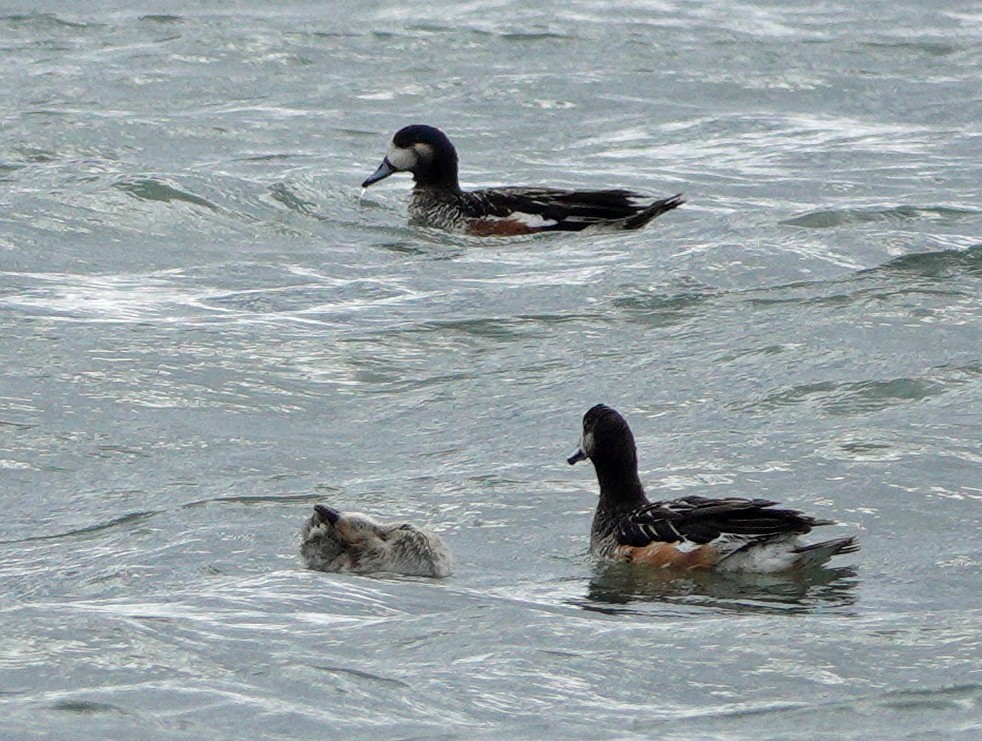 Chiloe Wigeon - ML614616229