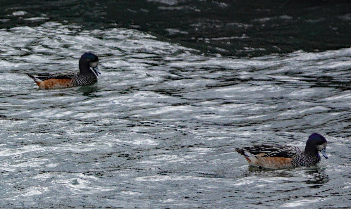 Chiloe Wigeon - ML614616230