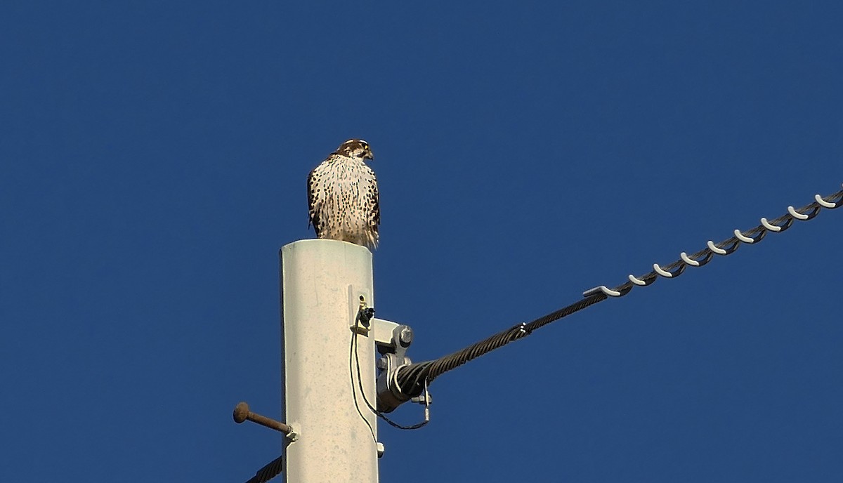 Prairie Falcon - ML614616239