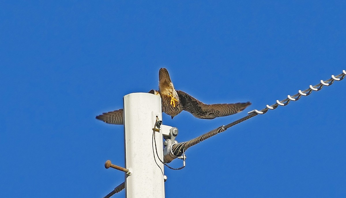 Prairie Falcon - ML614616246