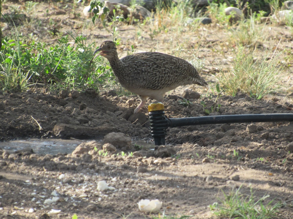 Brushland Tinamou - AndreLu AndreaVergara