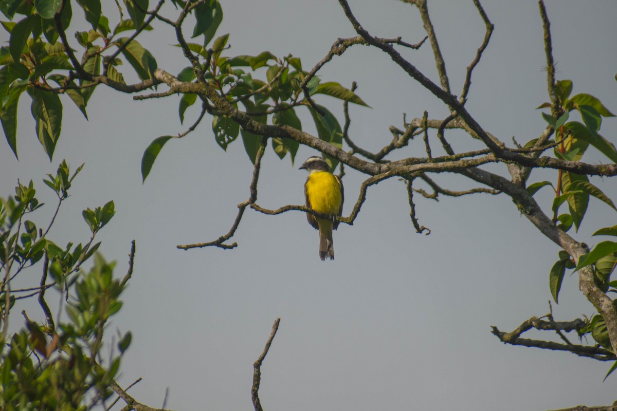 Social Flycatcher - ML614616276