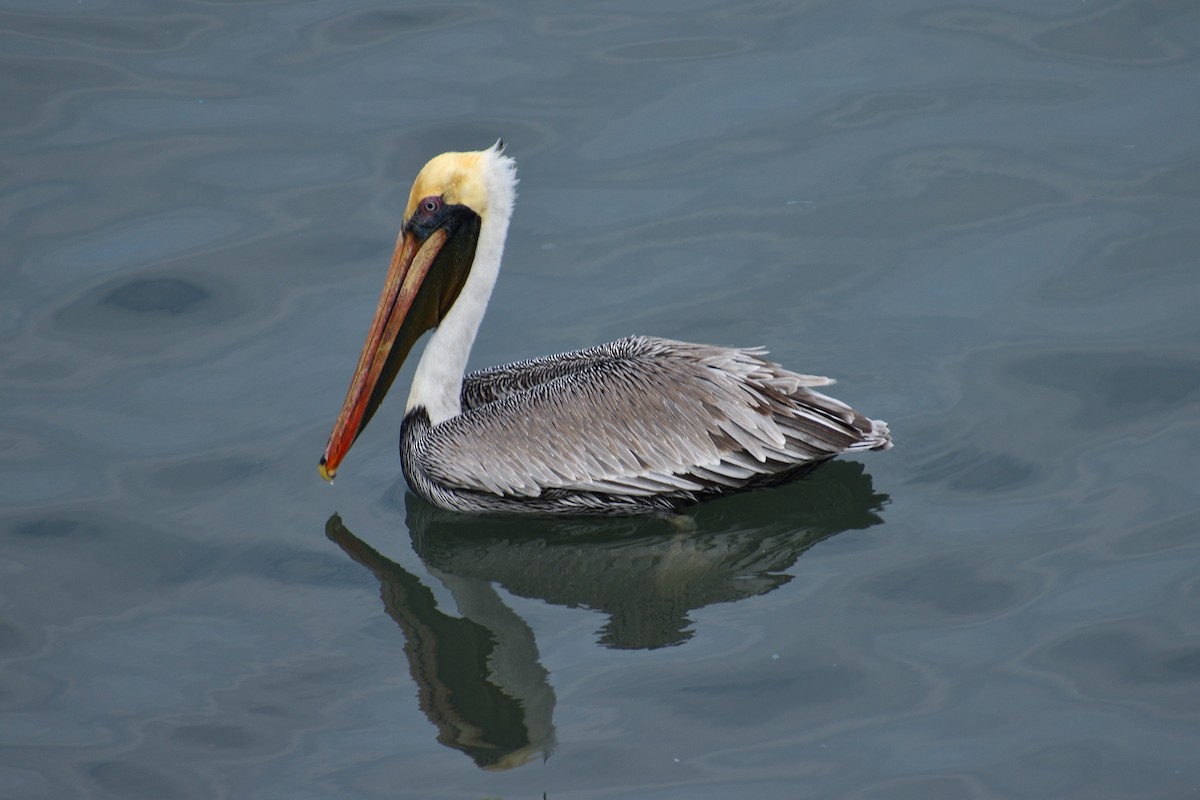 Brown Pelican - Ruben Torrejón