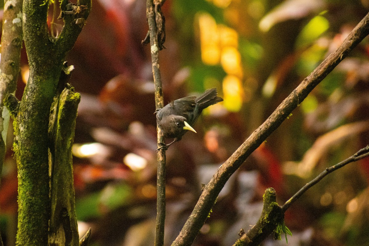 Red-rumped Cacique - ML614616305