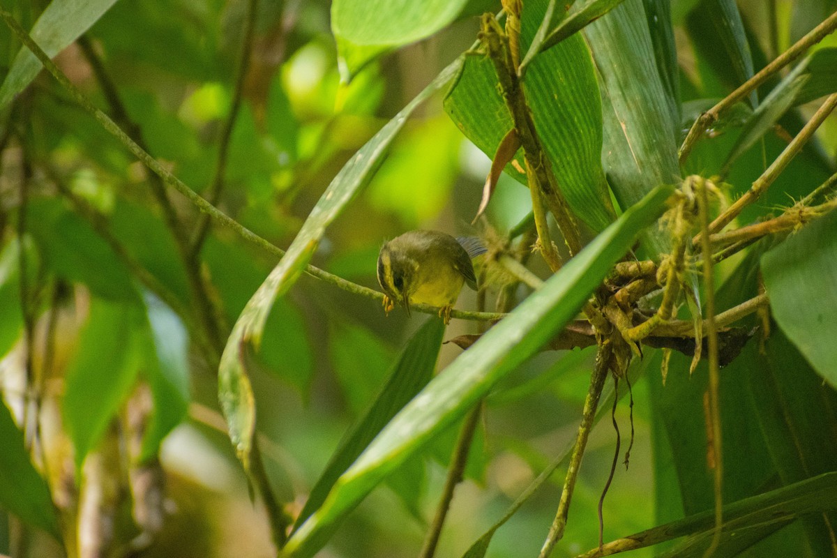 Golden-crowned Warbler - ML614616313