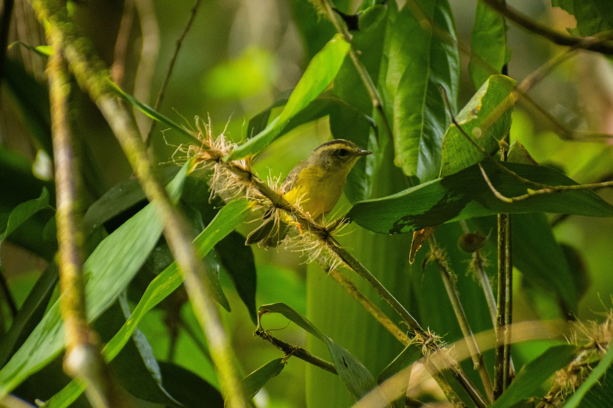 Golden-crowned Warbler - ML614616314