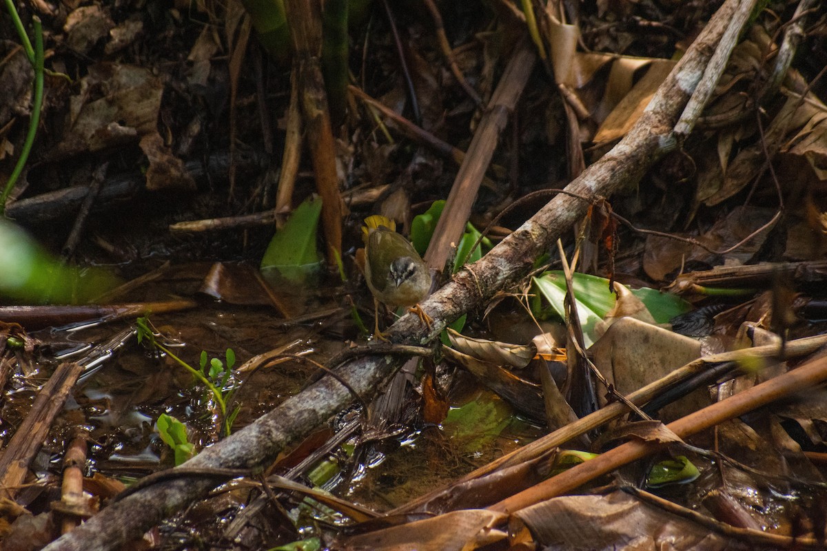 Riverbank Warbler - ML614616330