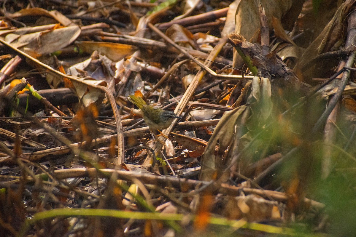 Riverbank Warbler - ML614616336