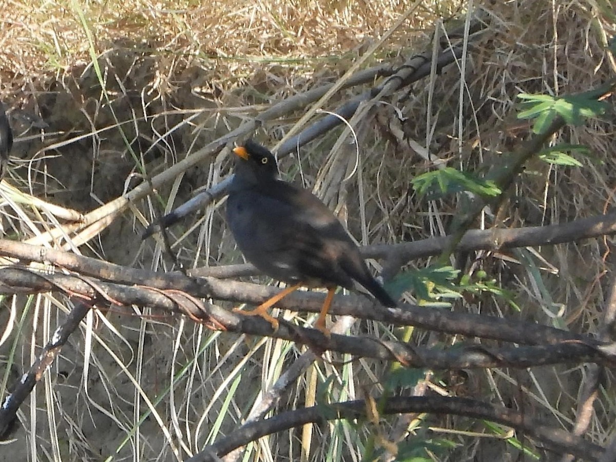 Jungle Myna - Barry Reed