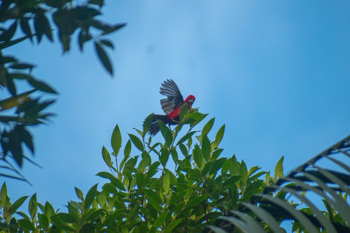 Brazilian Tanager - ML614616343