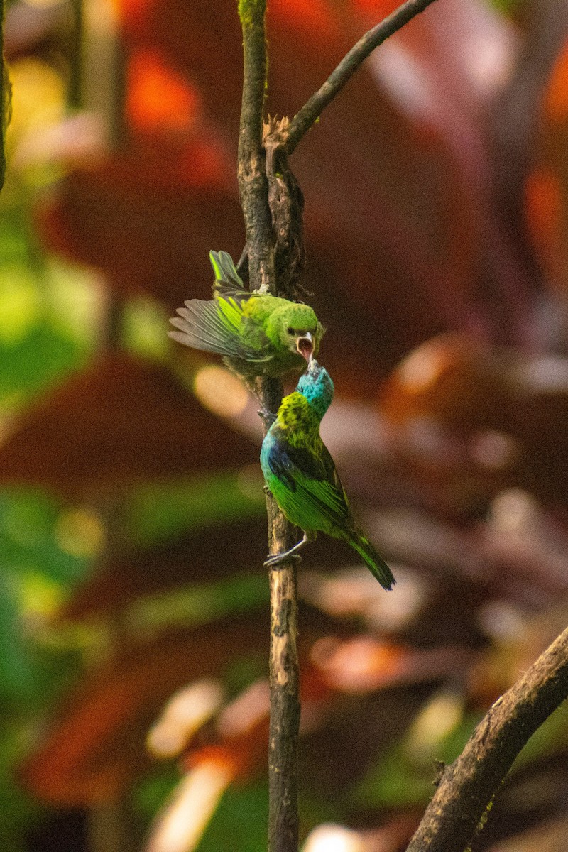 Green-headed Tanager - ML614616355