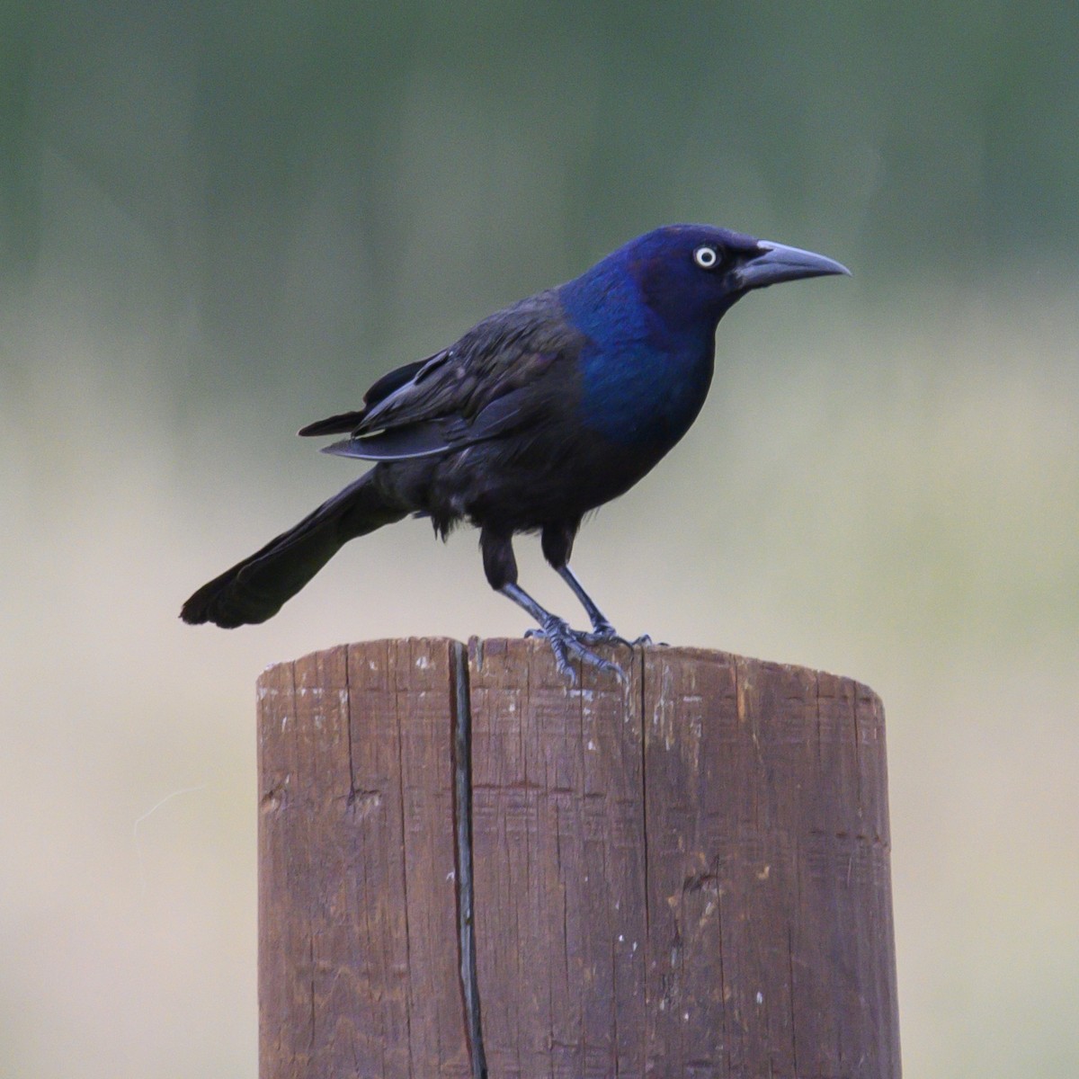 Common Grackle - Laura  Wolf