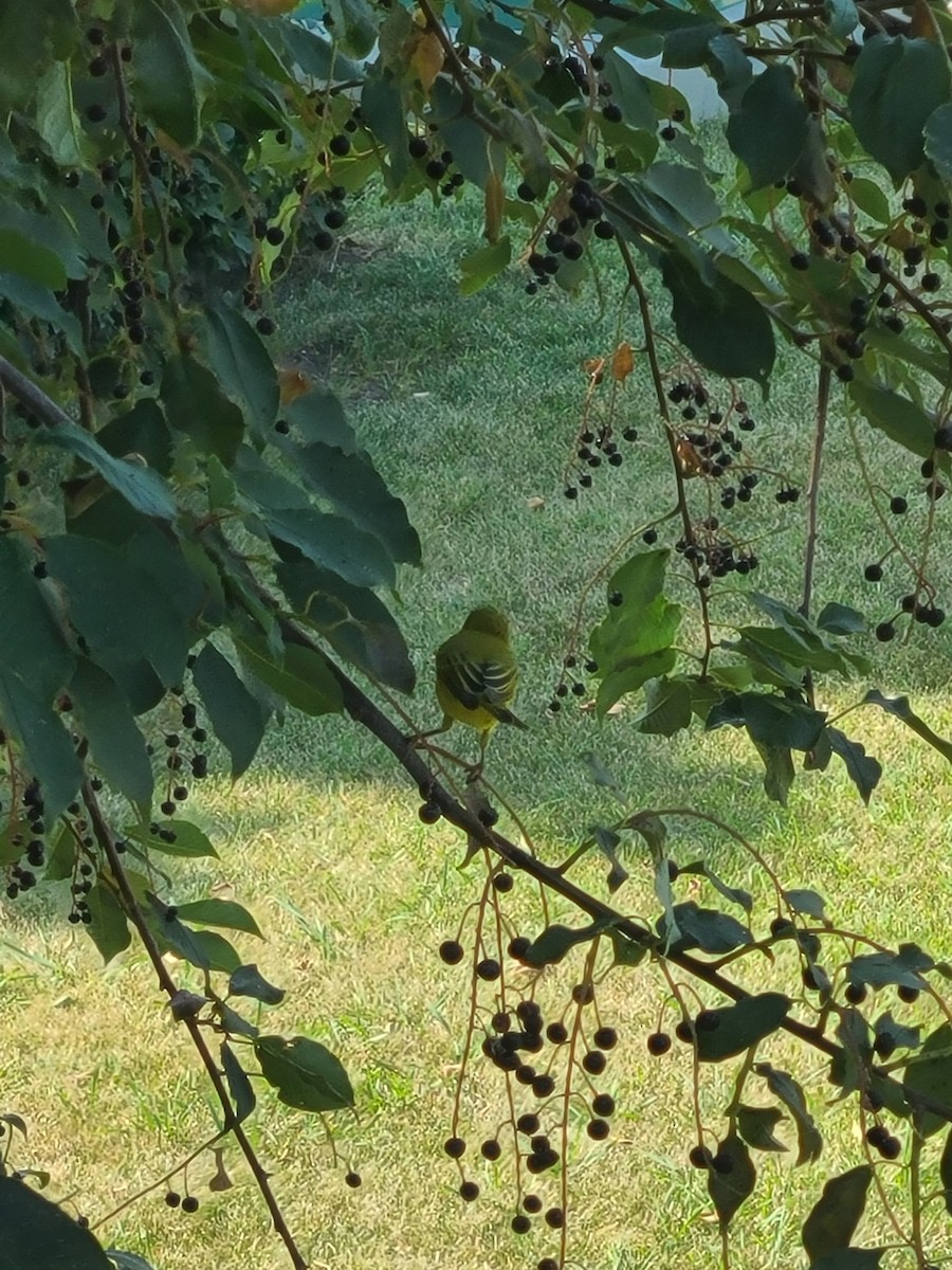 Yellow Warbler (Northern) - ML614616384