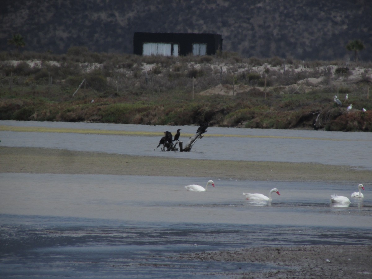 Neotropic Cormorant - José Pablo Flores Madariaga