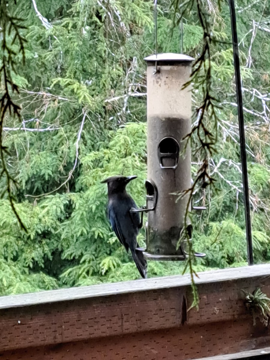 Steller's Jay - ML614616465