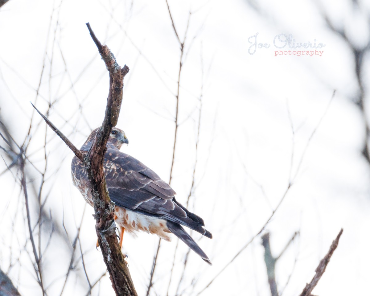 Red-shouldered Hawk - Joe Oliverio