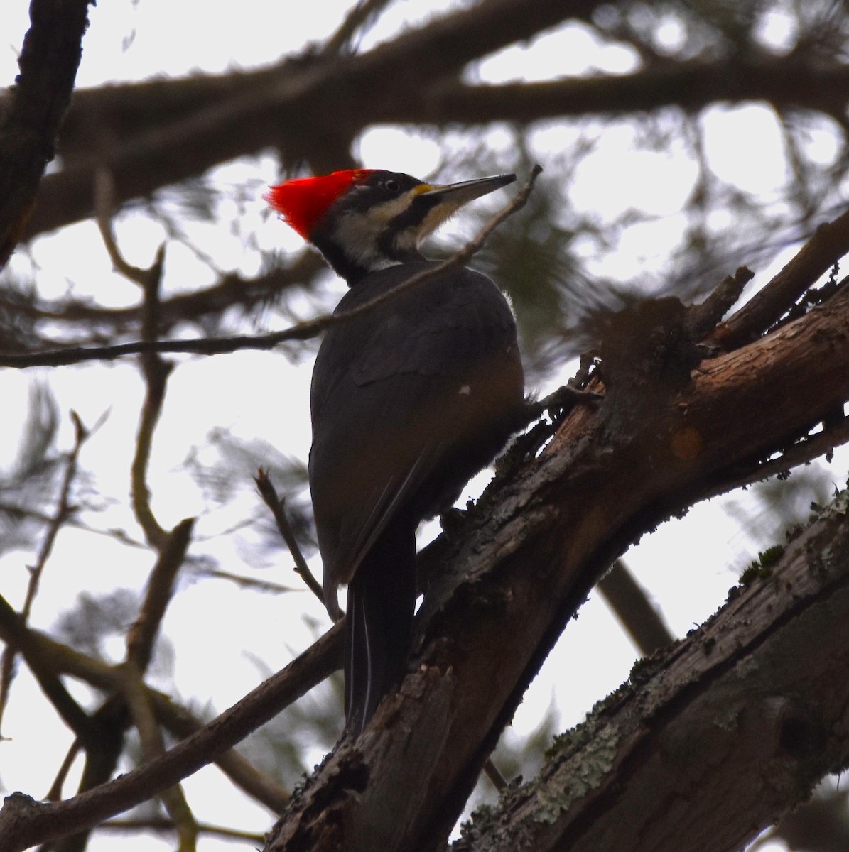 Pileated Woodpecker - Ted Stewart