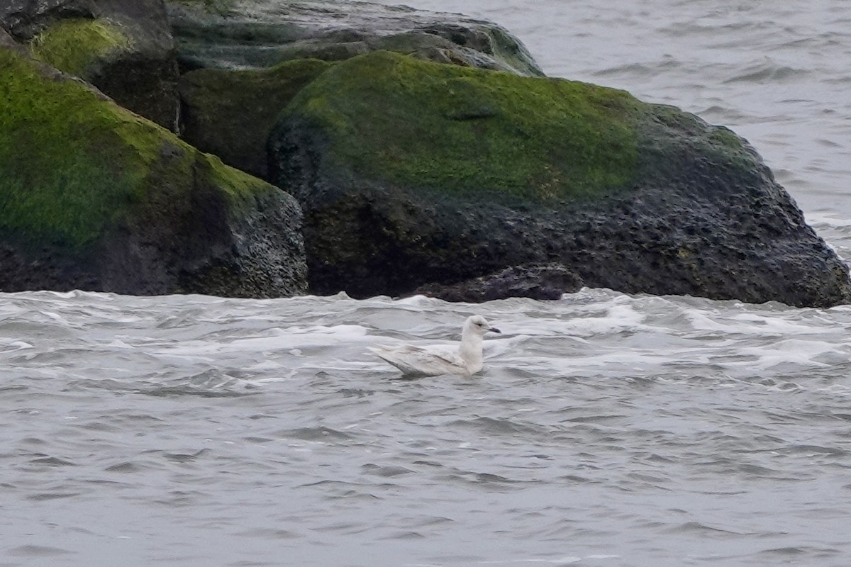 Gaviota Groenlandesa - ML614616528