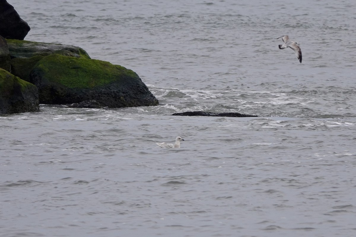 Gaviota Groenlandesa - ML614616531