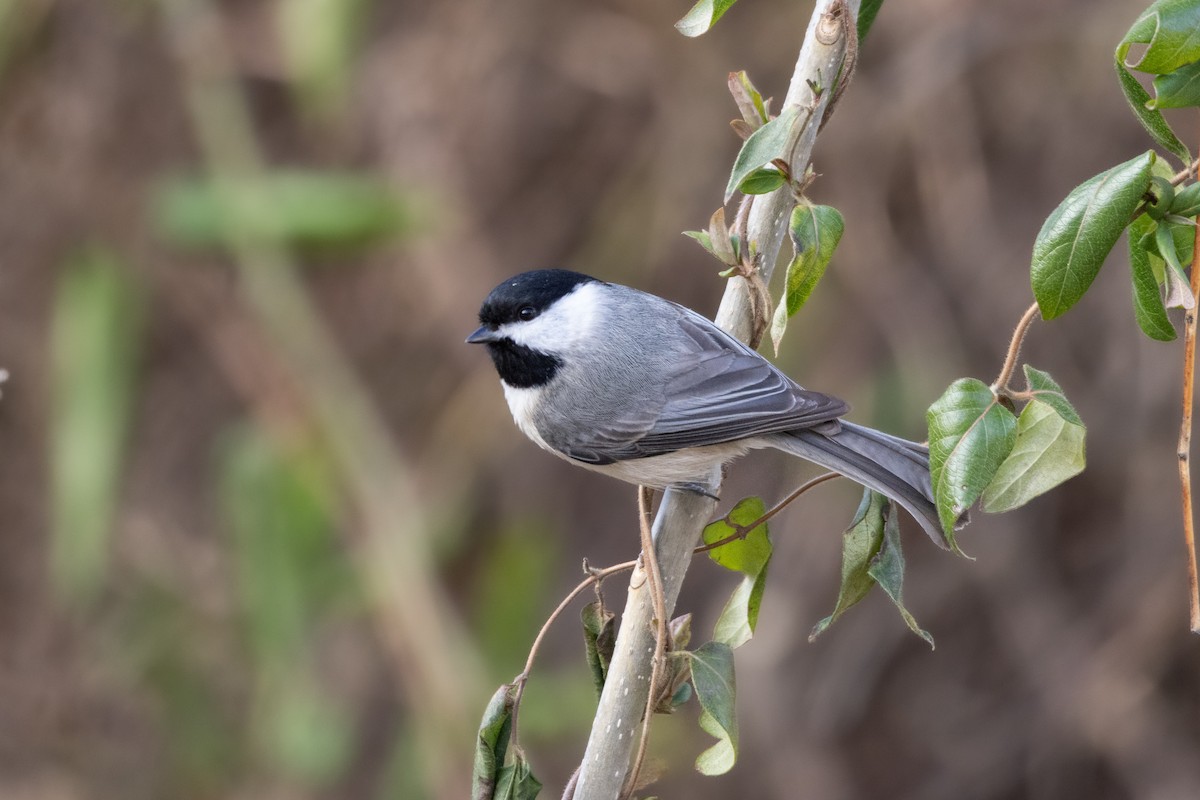 Carolina Chickadee - Andy Wilson