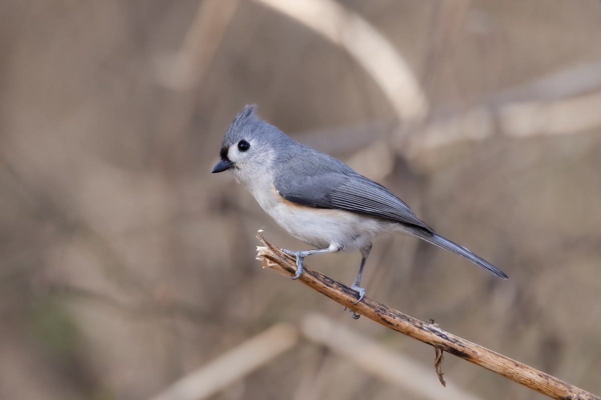 Tufted Titmouse - ML614616593