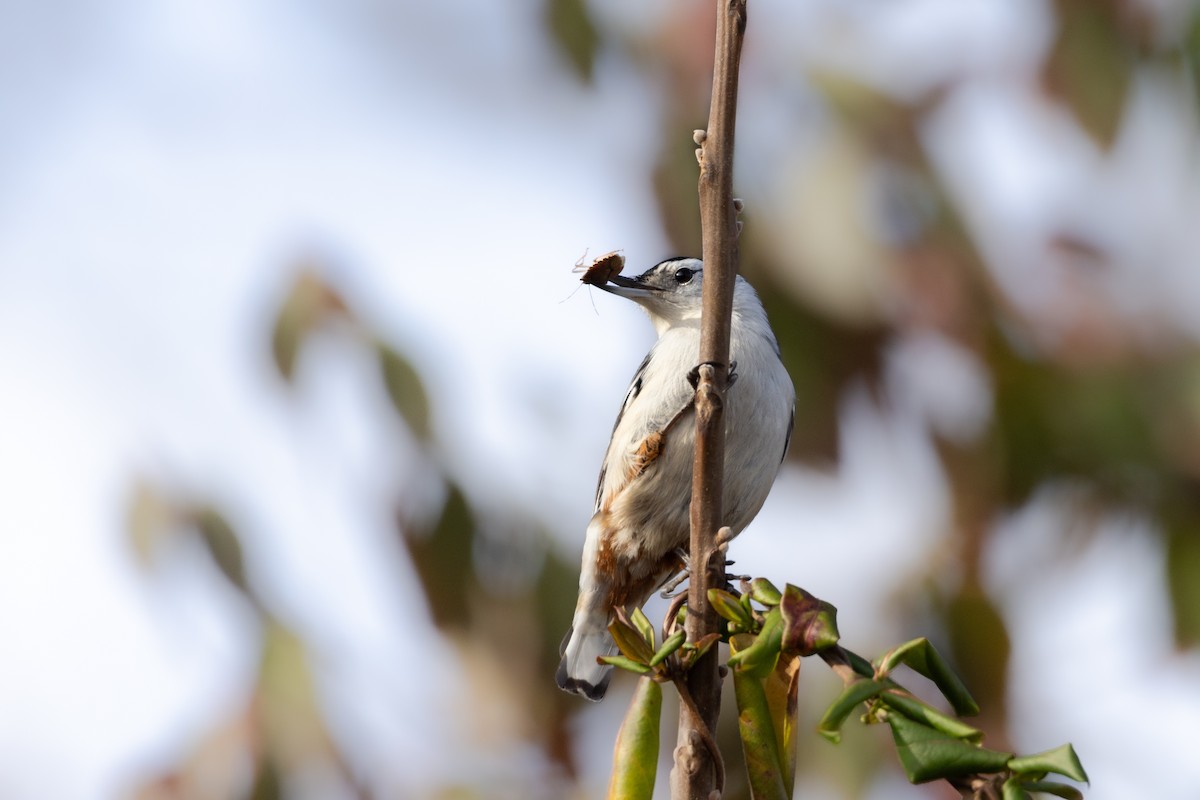 White-breasted Nuthatch - ML614616596