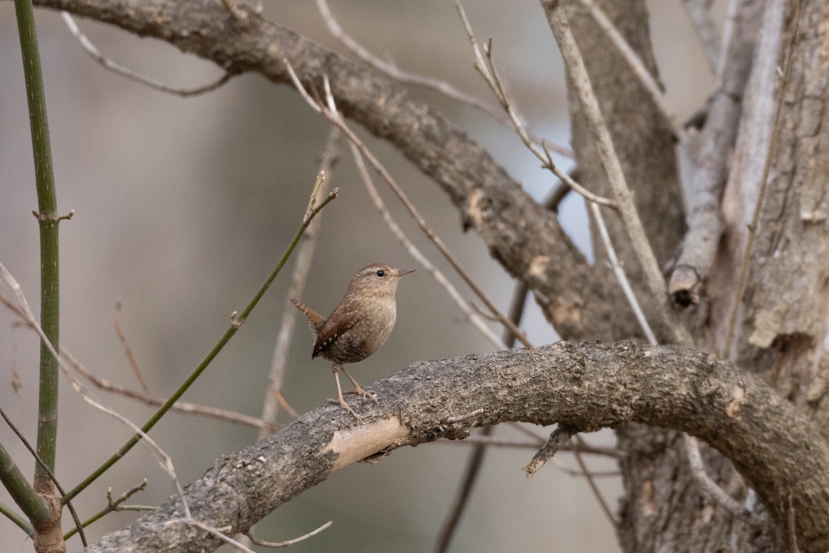 Winter Wren - ML614616603