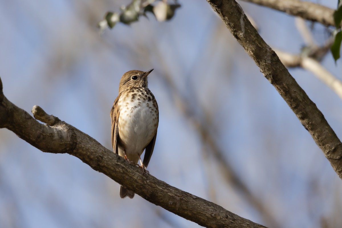 Hermit Thrush - ML614616609