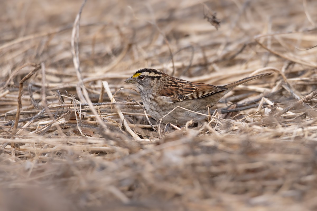 White-throated Sparrow - ML614616611