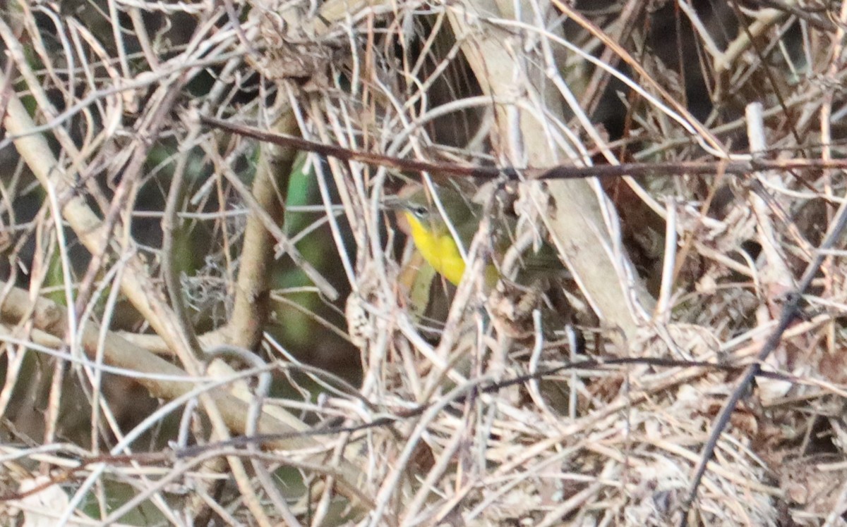 Yellow-breasted Chat - ML614616689