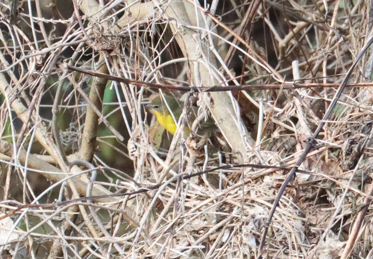 Yellow-breasted Chat - ML614616701