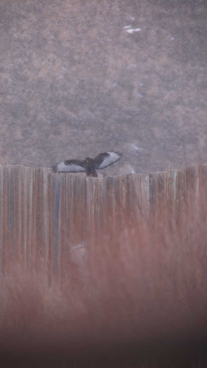 Red-tailed Hawk (Harlan's) - ML614616713